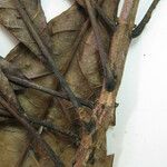 Alseis longifolia Други