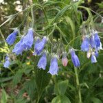 Mertensia paniculata Flower