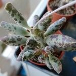 Adromischus cooperi Blad