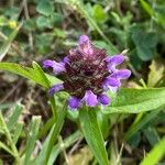 Prunella vulgaris 花