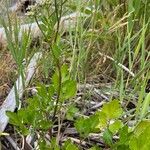 Ligusticum scothicum Habitus