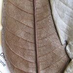 Guatteria richardii Otro