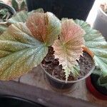 Begonia aconitifolia Květ