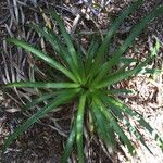 Eryngium paniculatum Хабит