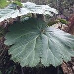 Gunnera insignis Other