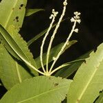 Laguncularia racemosa Folla