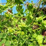 Silphium perfoliatum Yaprak