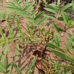 Tephrosia vogelii Leaf