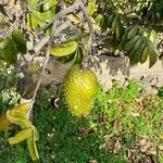 Annona muricata Φρούτο