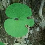 Sanguinaria canadensis Fulla