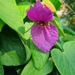 Dalechampia aristolochiifolia Blüte