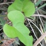 Ipomoea tiliacea Leaf