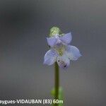 Solenopsis laurentia Flower