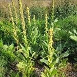 Verbascum densiflorum Habitat