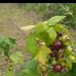 Ribes nigrum Плід