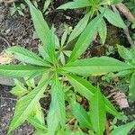 Impatiens balsamina Hoja