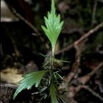 Phyllocladus hypophyllus Leaf