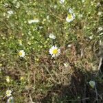 Symphyotrichum ericoidesFlower