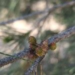 Allocasuarina torulosa Vrucht