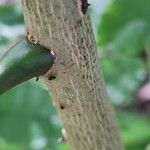 Zanthoxylum caribaeum Bark
