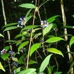 Ronabea latifolia Fruit