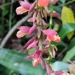 Thunbergia coccinea Flor