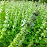 Ocimum basilicum Flower