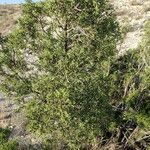 Juniperus monosperma Hábito