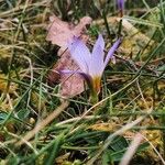 Romulea bulbocodium Fleur