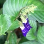 Rhynchoglossum obliquum Flower