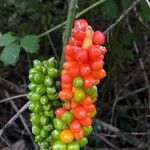 Arum italicumFruchs