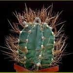 Astrophytum capricorne 整株植物