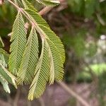 Calliandra tweediei Leaf