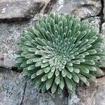 Saxifraga longifolia Leaf