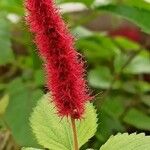 Acalypha hispidaFlower