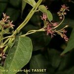 Vincetoxicum funebre Flower