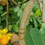 Senna reticulata Fruit