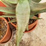 Aloe ferox Folha