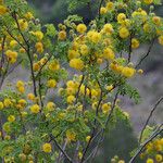 Leucaena retusa Агульны выгляд