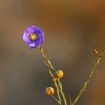 Linum lewisii Flower