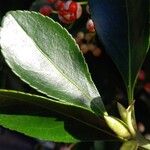 Euonymus japonicus Leaf