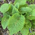 Inula magnifica برگ