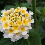 Lantana canescens Цветок