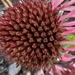 Echinacea pallida Blüte