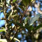 Cupaniopsis phalacrocarpa Fruit