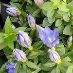 Gentiana calycosa Floro