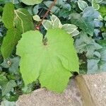 Vitis aestivalisЛіст