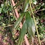 Phyllostachys viridiglaucescens Blatt