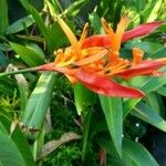 Heliconia densiflora Fleur