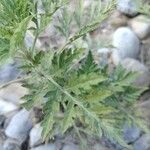 Ambrosia artemisiifolia Blatt